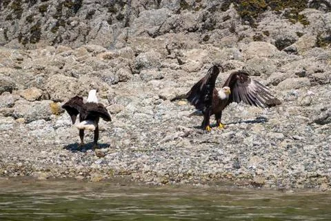 Close-up of two Bald Eagles standing on the beach and opposite to each other Stock Photos