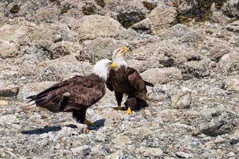 Close-up of two Bald Eagles standing on the beach and opposite to each other Stock Photos