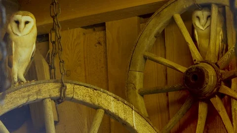 Close up of two barn owls Stock Footage 124496781