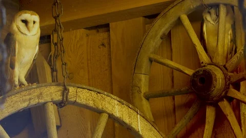 Close up of two barn owls Video stock 124497883