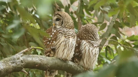 Close Up Of Two Barred Owls In Natural Habitat Sitting On Branch One Flies Away 스톡 동영상 125543472