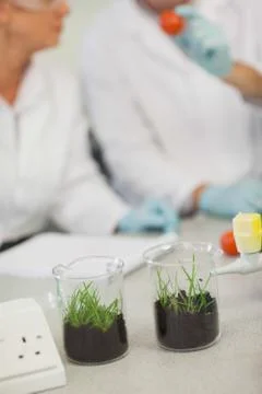 Close up of two beakers with grass in them standing on a desk Stock Photos