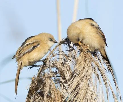 Close-up of two Bearded Tits interacting with beaks touching on a reed stalk Foto stock