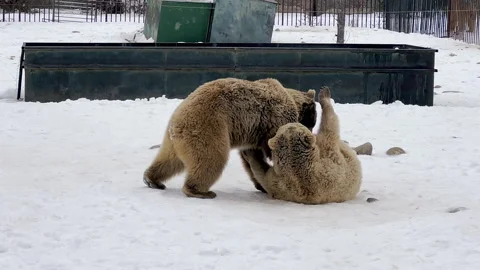 Close up of two bears fighting with each other in wild animal shelter Stock Footage 264264119