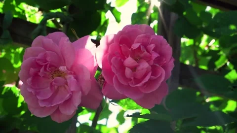 Close-up of Two Beautiful Common Peony Flowers Stock Footage 137507329
