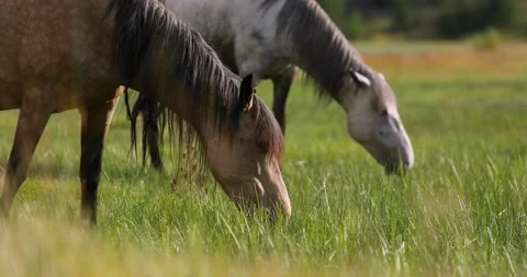 Close-up of two beautiful dappled gray horses grazing in the pasture. Two horses Stock Footage 160704863