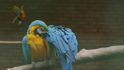 Close-up of two beautiful Macaw parrots in bright blue and yellow. Adult birds Stock Footage 300287065