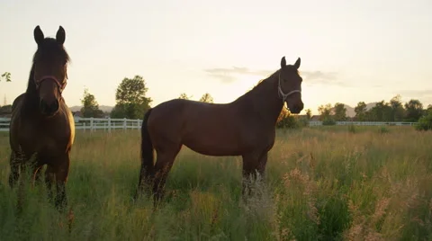 CLOSE UP: Two beautiful strong horses running in tall grass on horse ranch Stock Footage 67504904