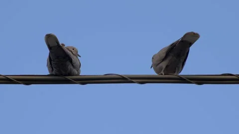 Close up Two beautiful turtle doves on the thread of light. Stock Footage 154583713