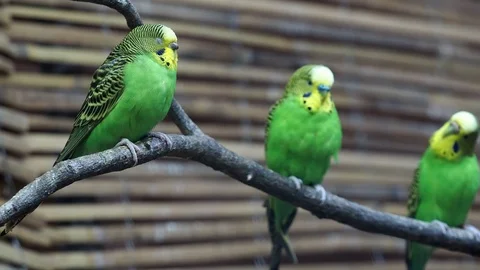Close-up of a two beautiful yellow-green parrot or melopsittacus undulatus Stock Footage 91553799