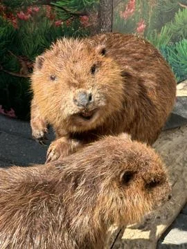 Close-Up of Two Beavers with Natural Backdrop Stock Photos