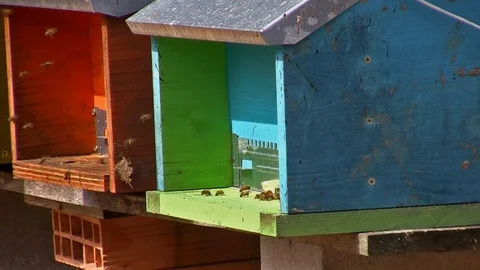 Close up of two beehives with worker bees Stock Footage 107482388