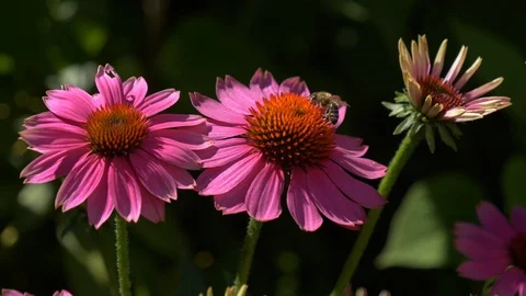 Close-up of two bees collect nectar on purple cone-flowers Vidéo 91693380