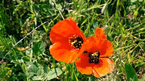 Close up of Two Bees collecting nectar pollen on red poppy flower Vidéo 114773504