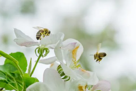 Close up two bees collecting pollen on white flowers of apple tree Stock Photos