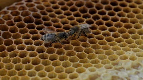 Close up of two bees on honeycomb 스톡 동영상 101912409