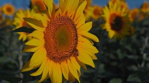 Close-up, Two Bees Sit on a Sunflower Flower on the Field and Gather Nectar Stock Footage 113314510