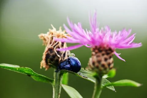 Close up of two beetles mating on a leaf. Pink milk thistle flower in bloom i Stock Photos
