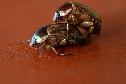 Close-Up of Two Beetles Mating on a Rust-Colored Surface. Foto stock