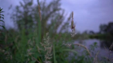 Close-Up of Two Beetles Resting on a Grass Stalk at Twilight Stock Footage 339622529