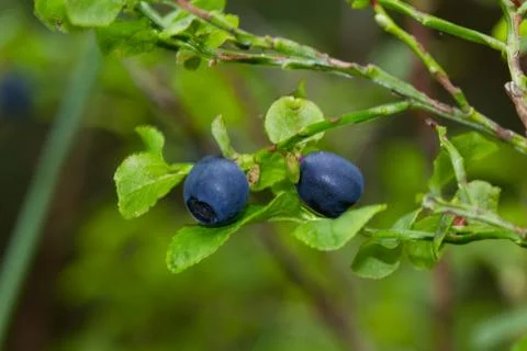 Close-up of two Billberries Stock Photos