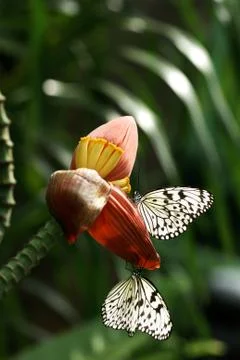 Close-up of two black and white butterflies sitting on an orange flower. Stock Photos