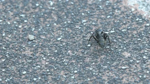 Close up of two black ants having a confrontation. Stock Footage 132145339