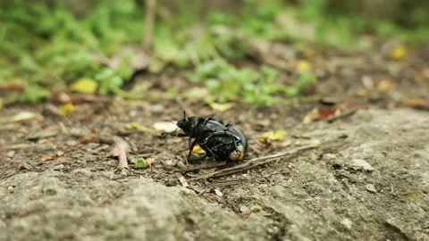 Close up of two black beetles mating on a forest floor Stock-Footage 334578569