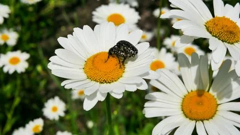 Close-up of two black beetles mating on a white daisy with a bright yellow cente Stock Photos
