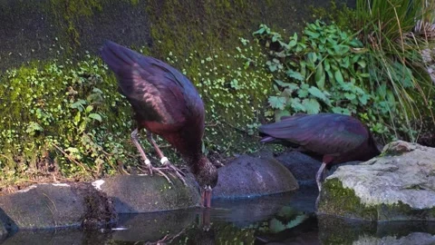 Close up of two black ibis Stock Footage 294933083
