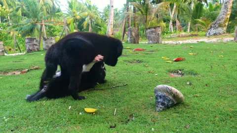 CLOSE UP: Two black puppies roughhouse on grassy lawn with a big shell nearby Stockbeeldmateriaal 336804561
