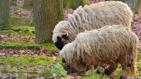 Close up of two blacknose sheep Stock Footage 121931677