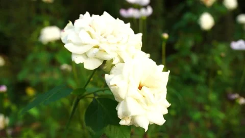 Close up of two blooming white roses swaying gently in a lush garden Stock Footage 341949172