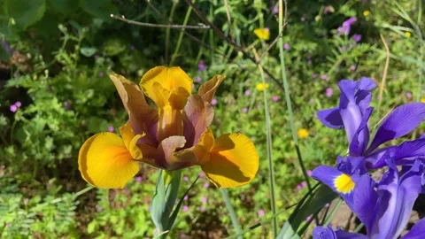 Close-up of two blue and orange lily flowers 스톡 동영상 282723469