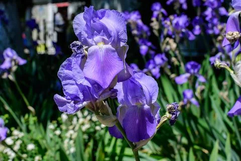 Close up of two blue iris flowers on green, in a sunny spring garden, beautif Stock Photos