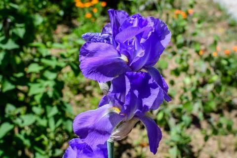 Close up of two blue iris flowers on green, in a sunny spring garden, beaut.. Stock Photos