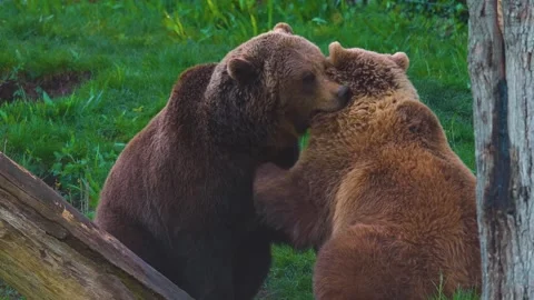 Close up of two brown bear play fighting  Stock Footage 274233198