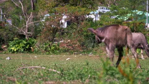 A close-up of two brown calves. Suburbian life and domestic animals, China. Stock Footage 144041762