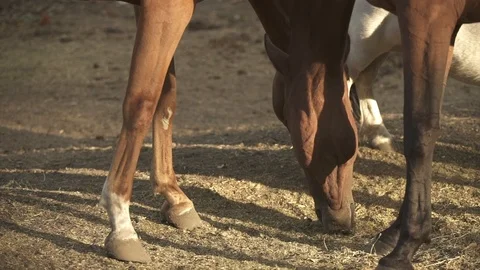 Close-up of the two brown horses Video stock 120540958