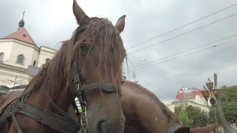 Close-up two brown horses stand in harness for tourists riding in city. Exploiti Stock-Footage 146279092