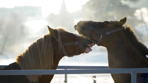 Close up of two brown horses on winter morning Stock Footage 269117026