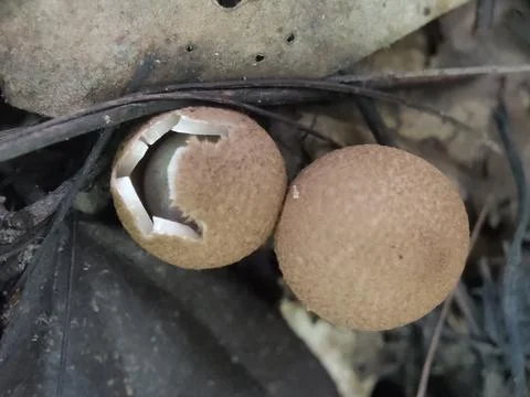 Close-up of two brown objects outdoors. Fotos Stock