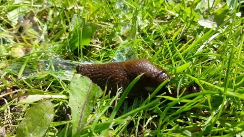 Close up of two brown slugs on top of each other, slug slime shines on grass 스톡 동영상 78695301