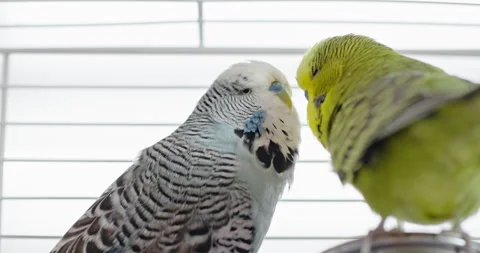 Close-up of Two Budgerigars Facing Each Other 動画素材 346194661