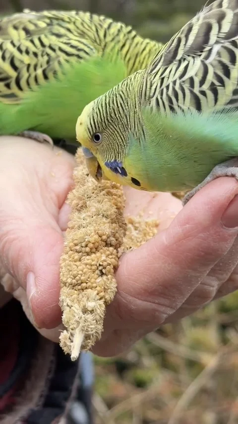 Close-up of two budgies that are fed with millet. Stock Footage 337165162