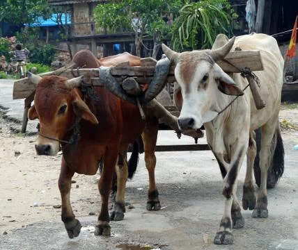 Close up of two buffaloes pulling cart, Central Highlands, Vietnam Stock Photos