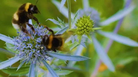 Close up of two bumblebees Stock Footage 254247096