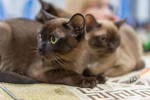 Close-up of two Burmese cats lying side by side on a table, one alert and l.. Stock Photos