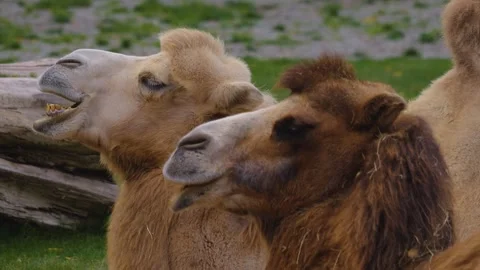 Close up of two camel head  Stock Footage 252559641