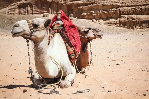 Close-up of a two camel lying on the sand in the desert on the golden sand Eg Stock Photos
